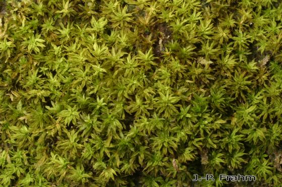 Trichostomum brachydontium Bruch